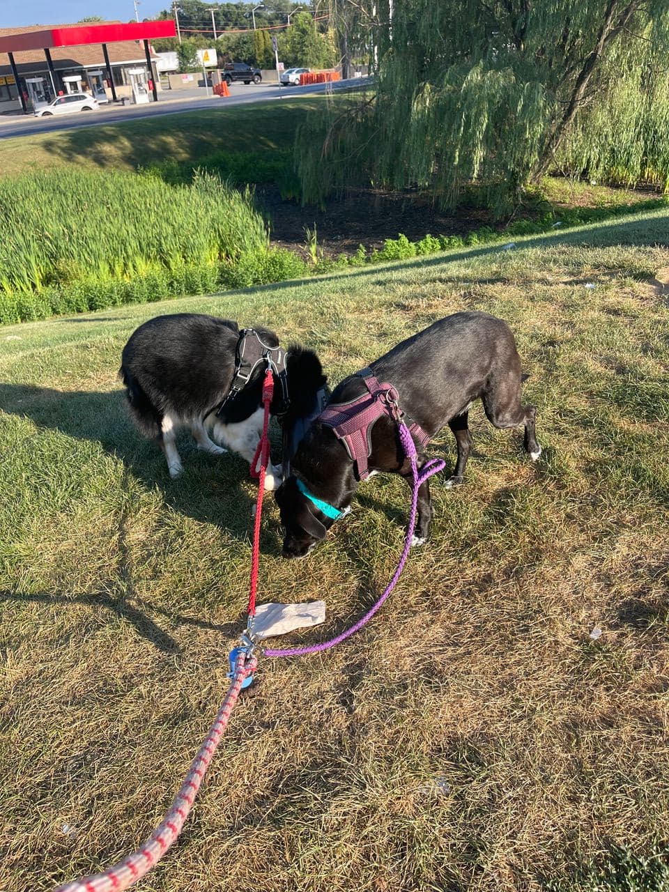 Pet travel photo 1