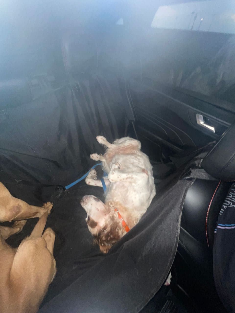 Pet travel photo 2