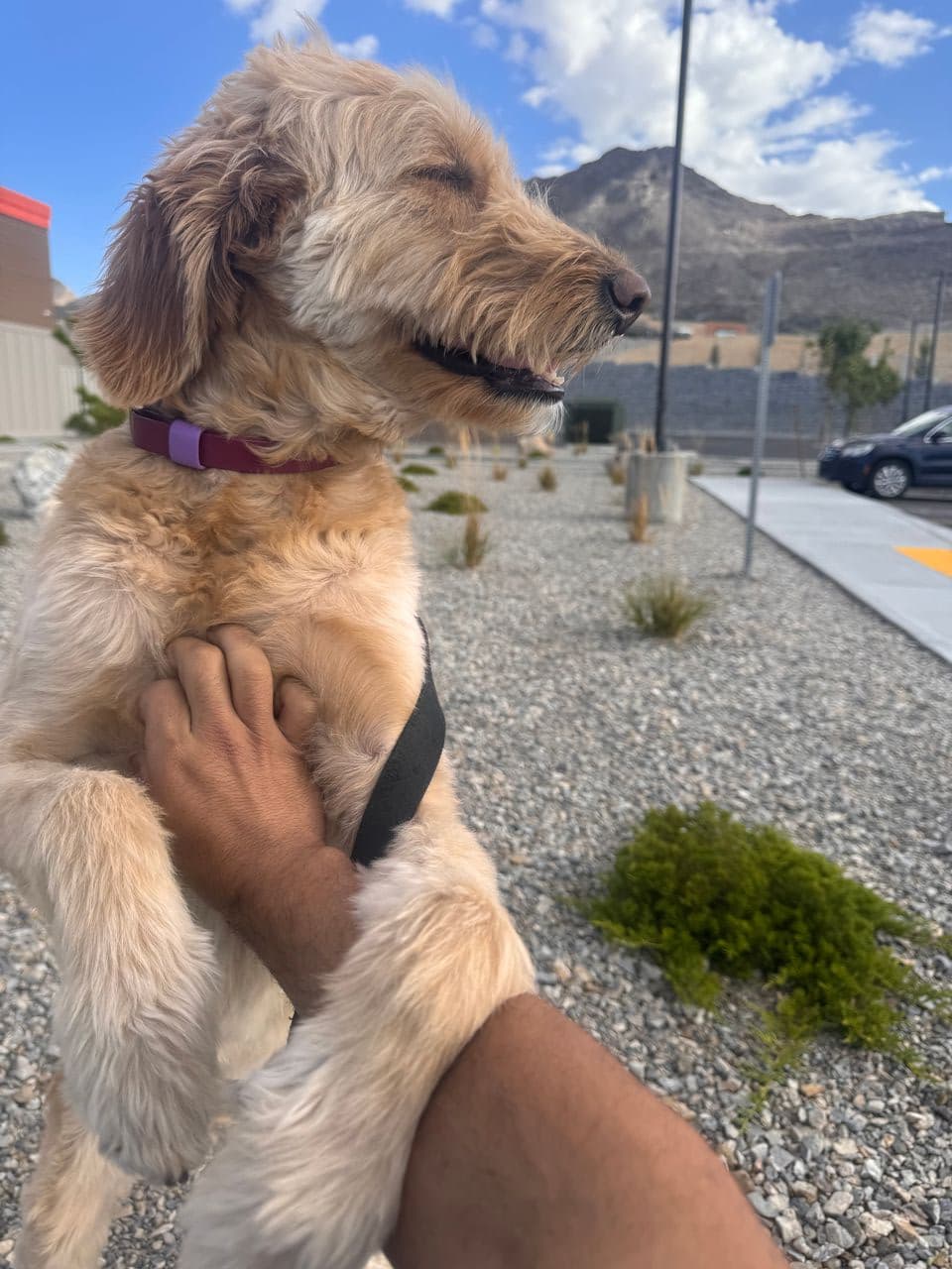 Pet travel photo 4