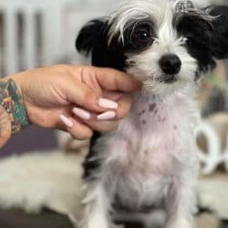 Chinese Crested named Fiji
