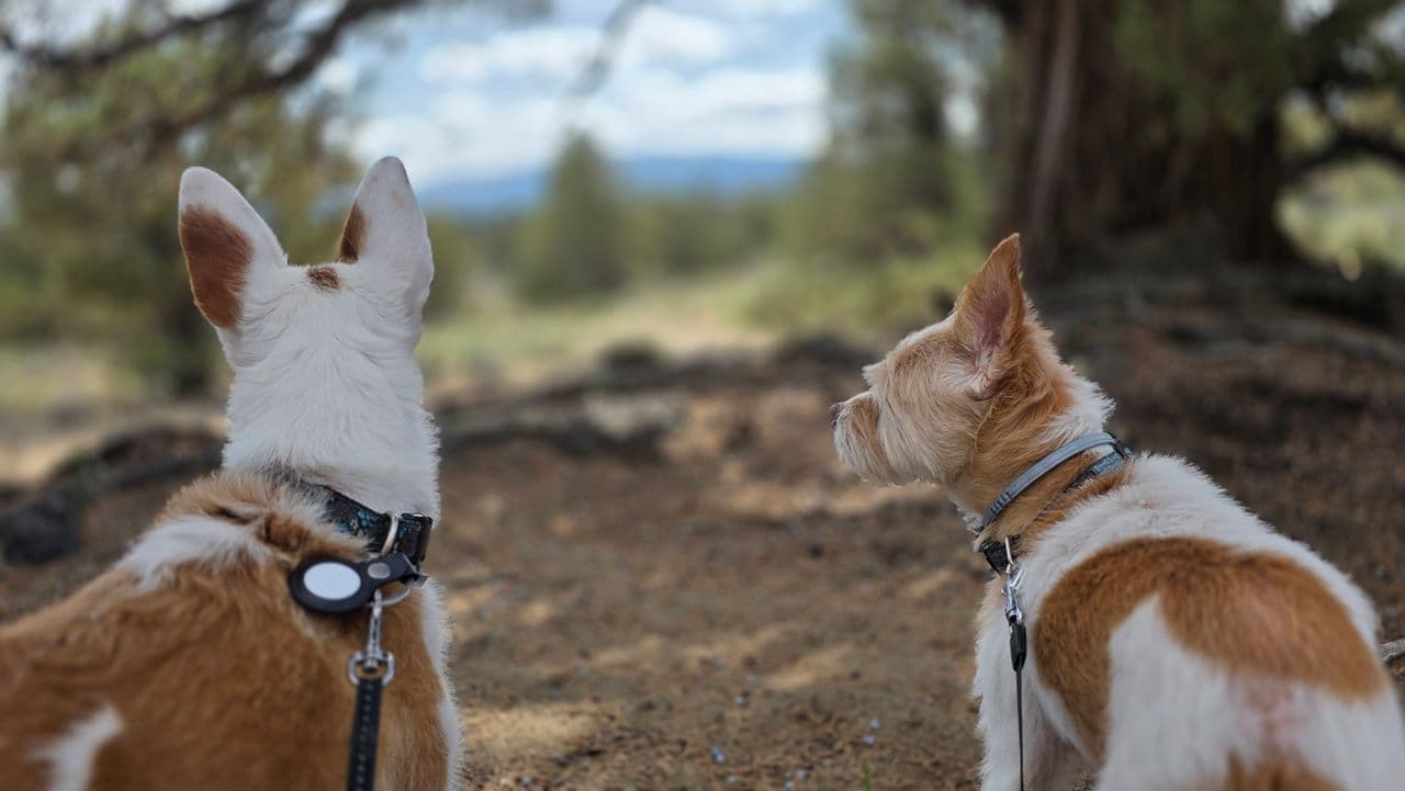 Pet travel photo 3