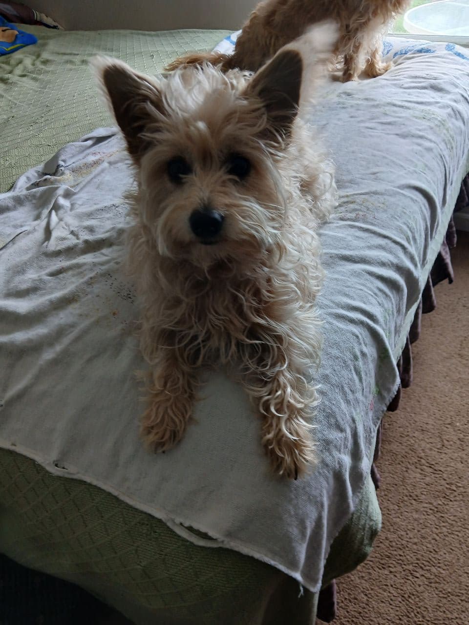 Pet travel photo 5