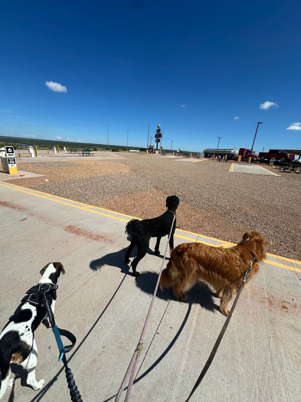 Pet travel photo 4