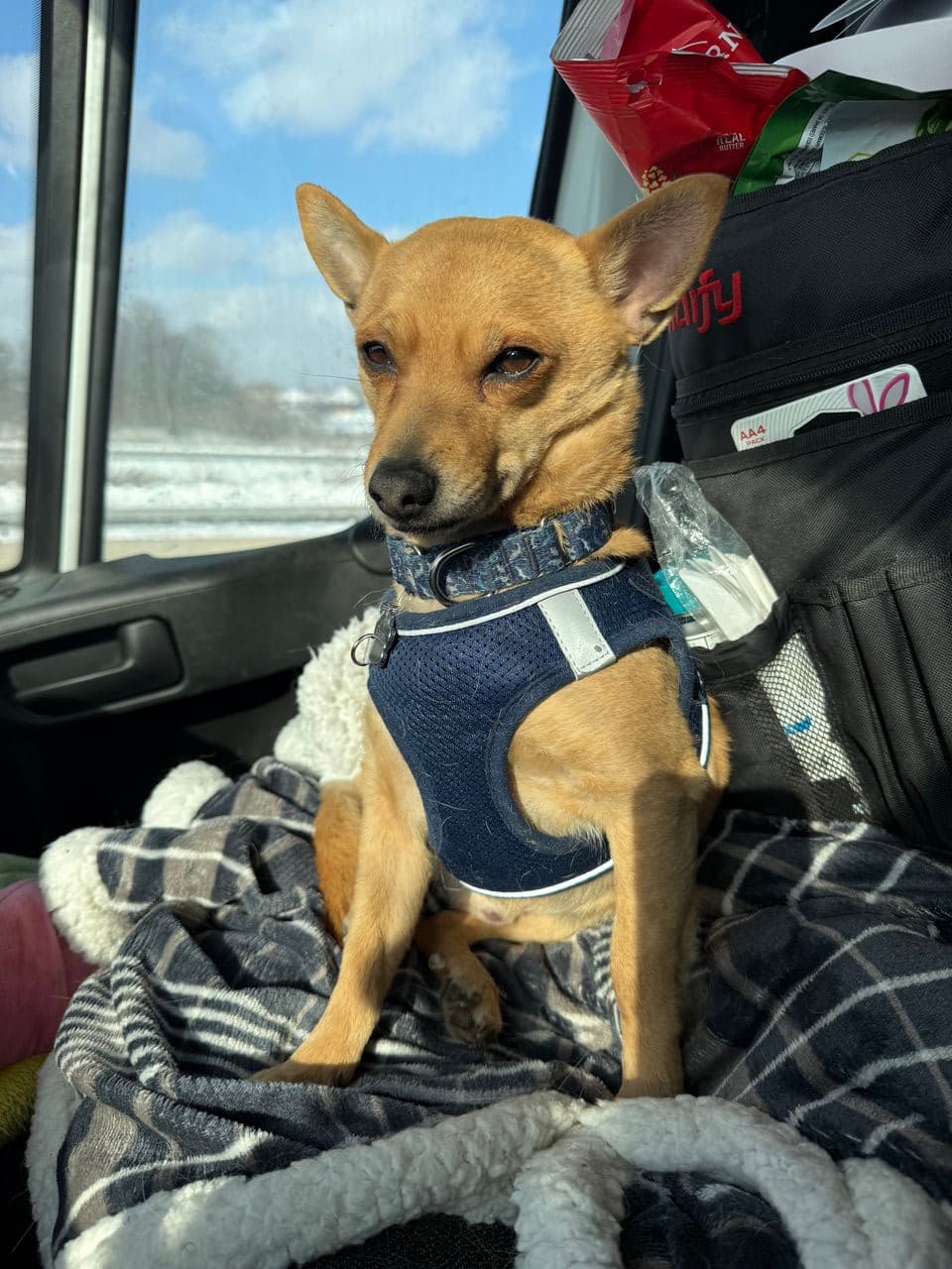 Pet travel photo 3