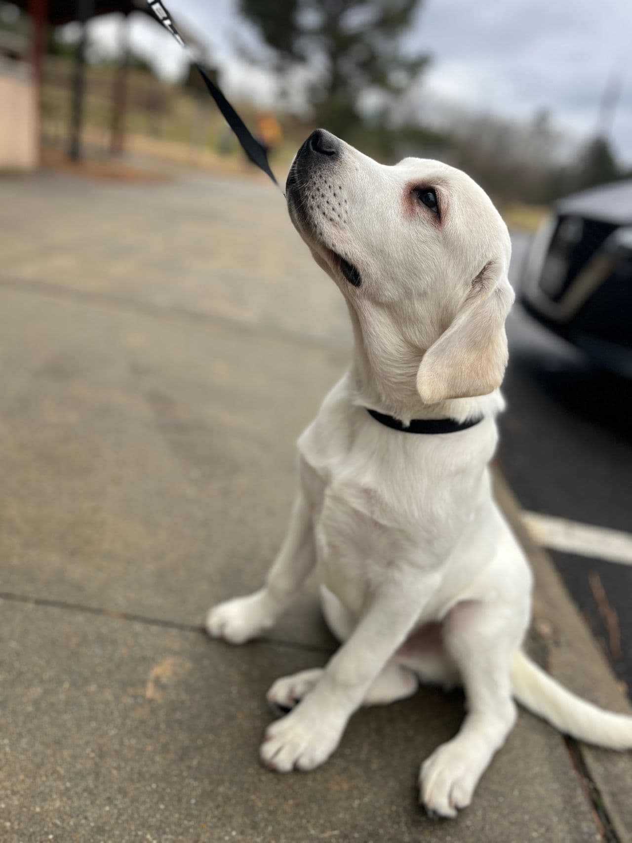 Pet travel photo 3
