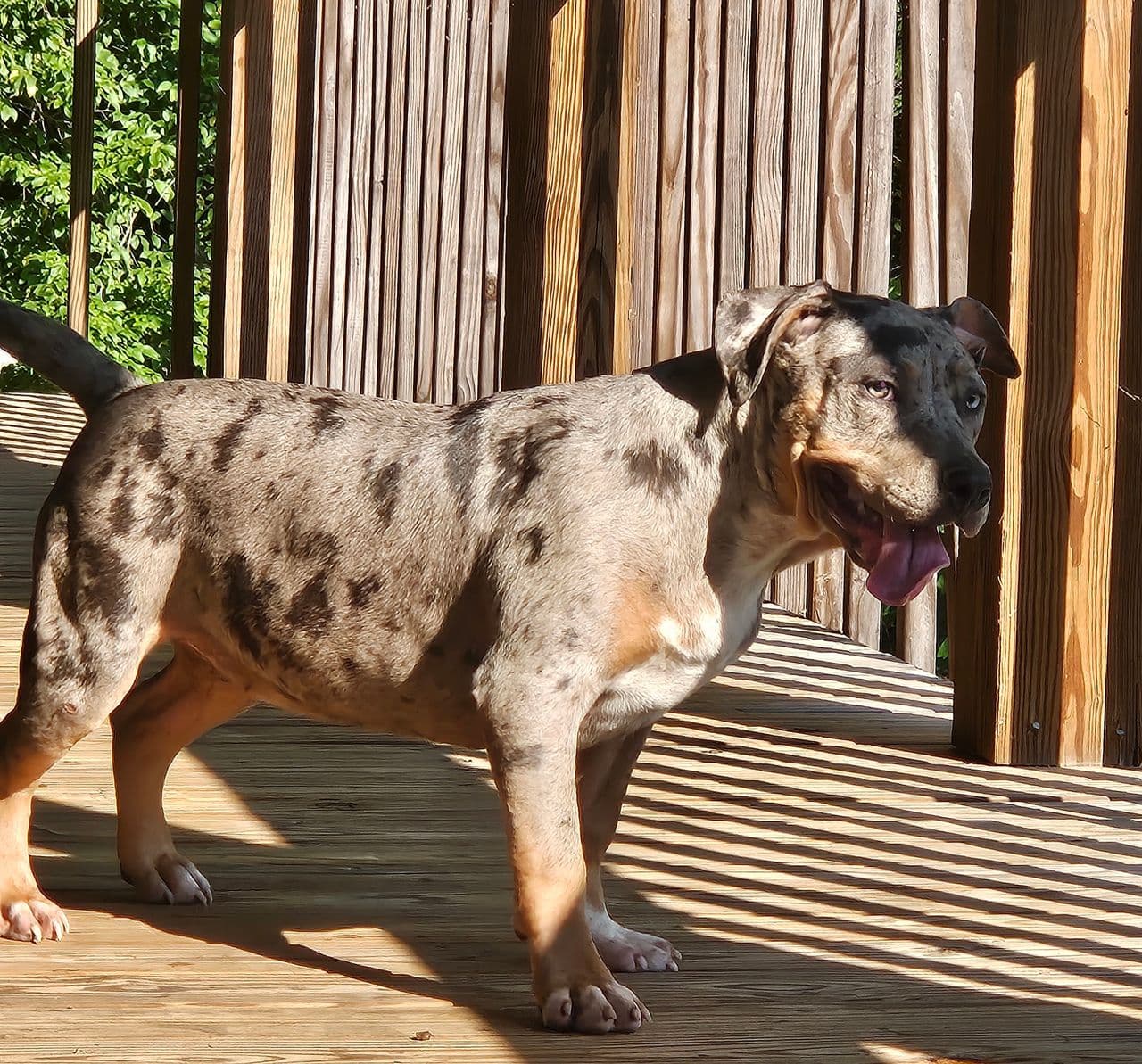 Pet travel photo 5