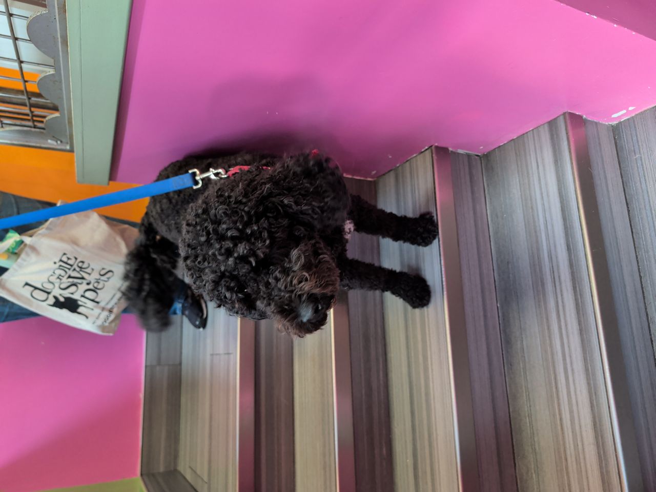 Pet travel photo 3