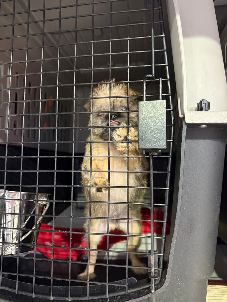 Pet travel photo 2