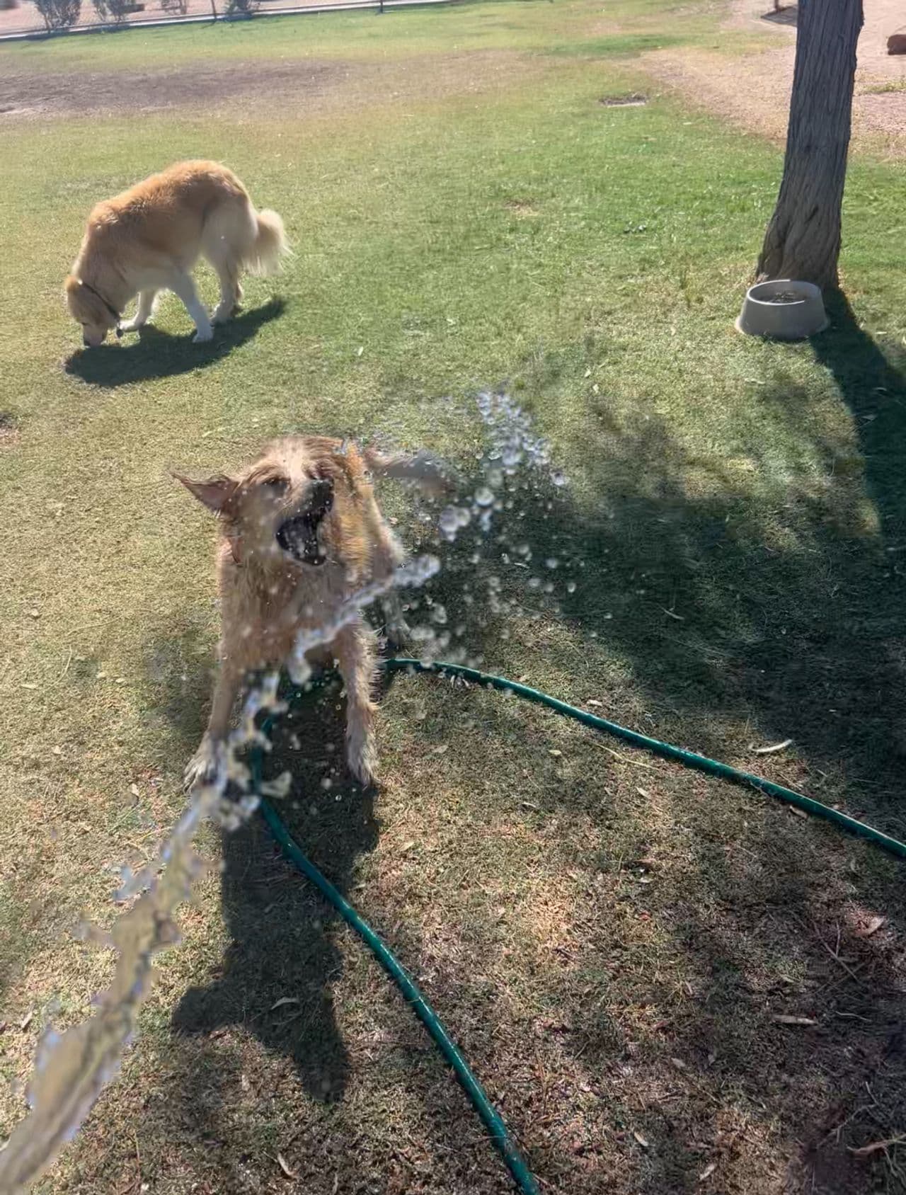 Pet travel photo 2