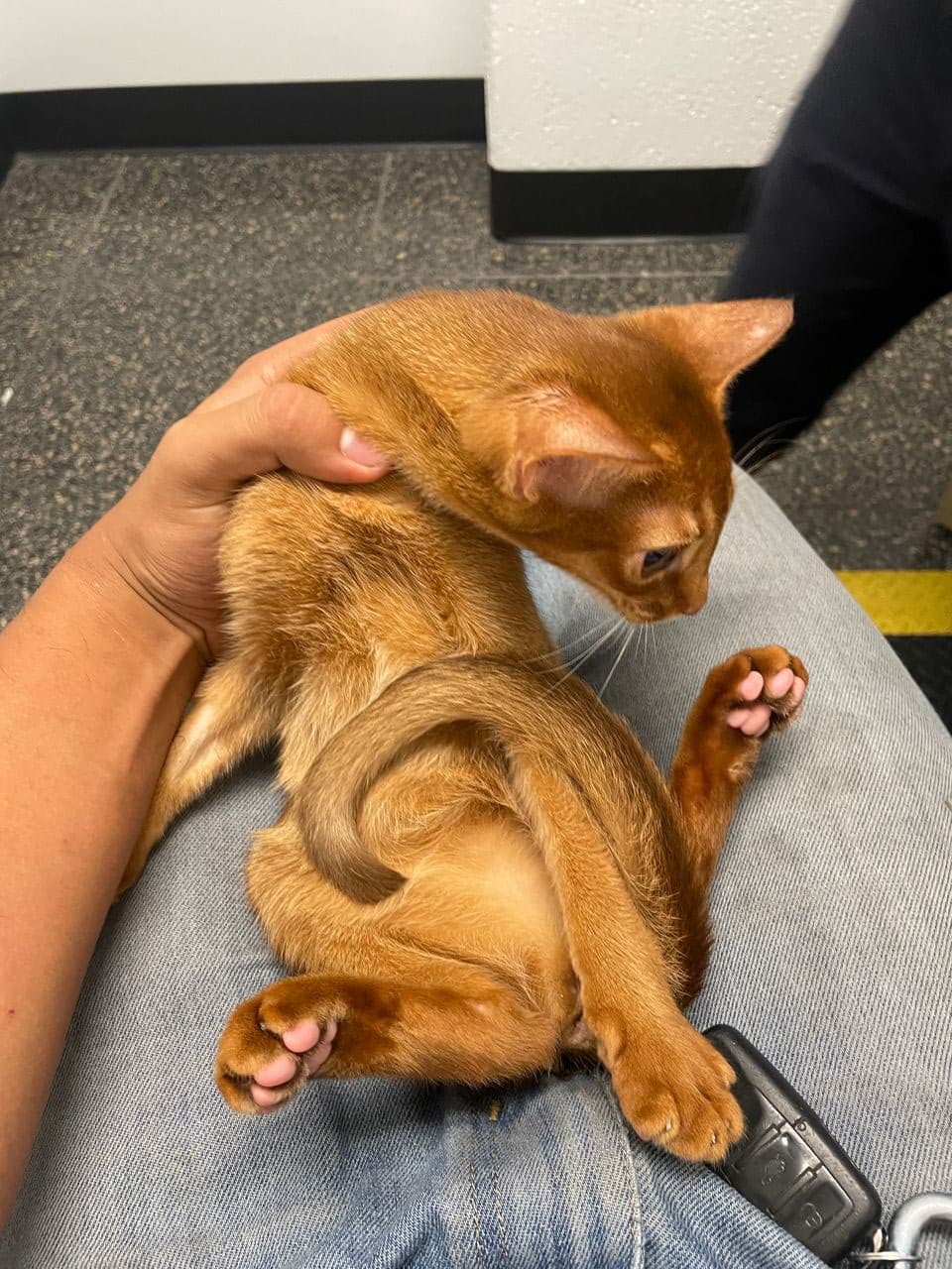 Pet travel photo 1