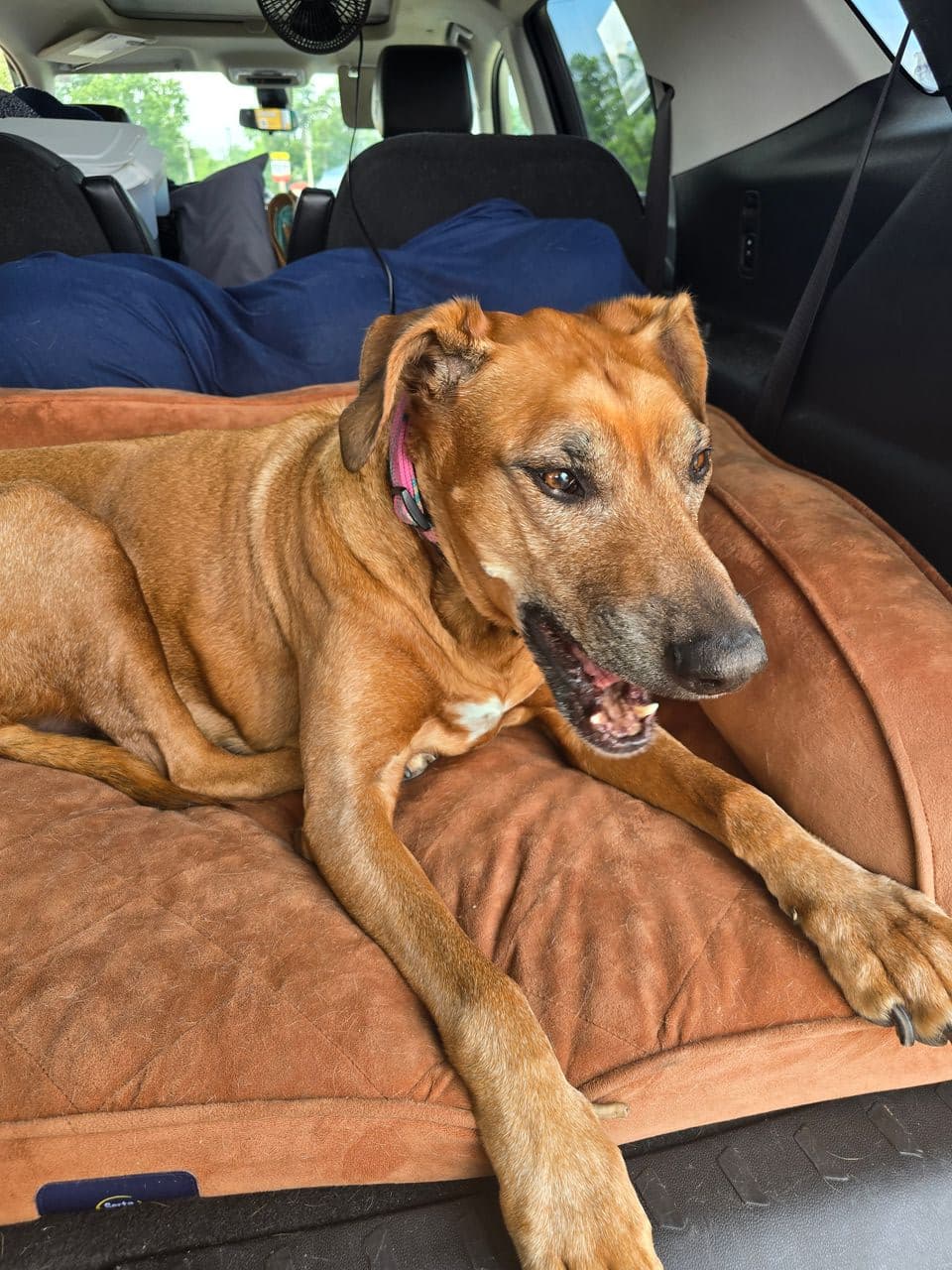 Pet travel photo 5