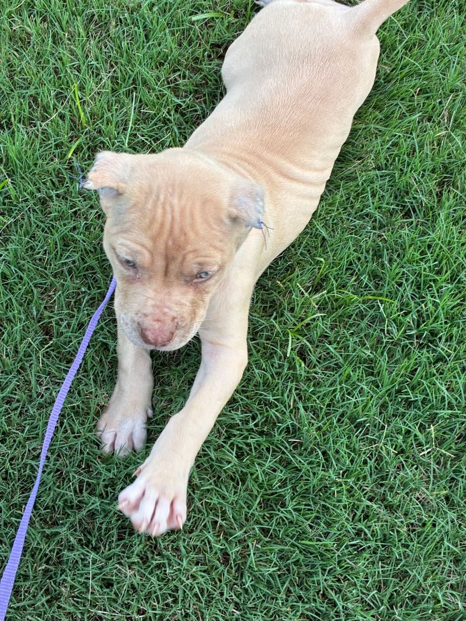 Pet travel photo 1