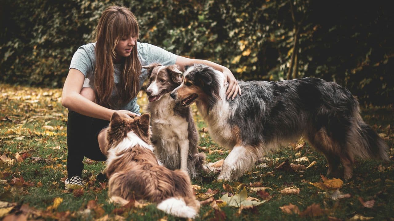 Pet travel photo 6