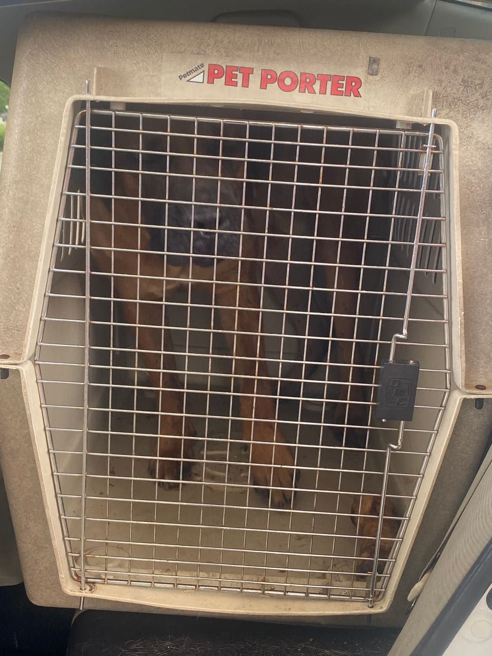 Pet travel photo 4