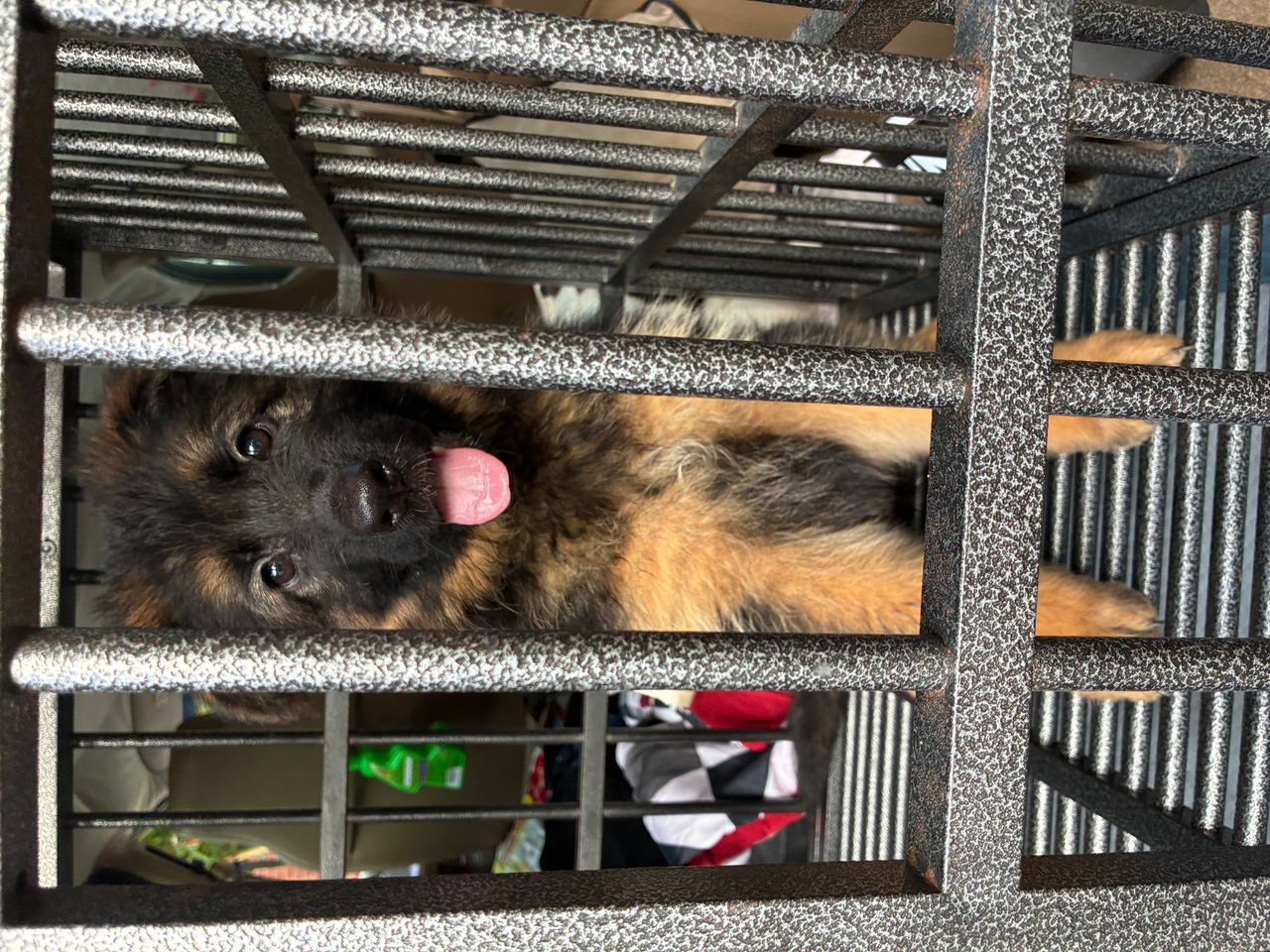 Pet travel photo 2