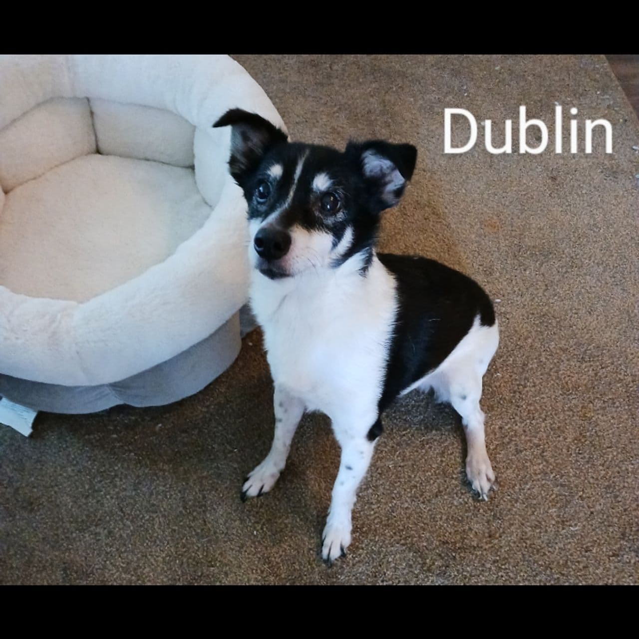 Pet travel photo 1