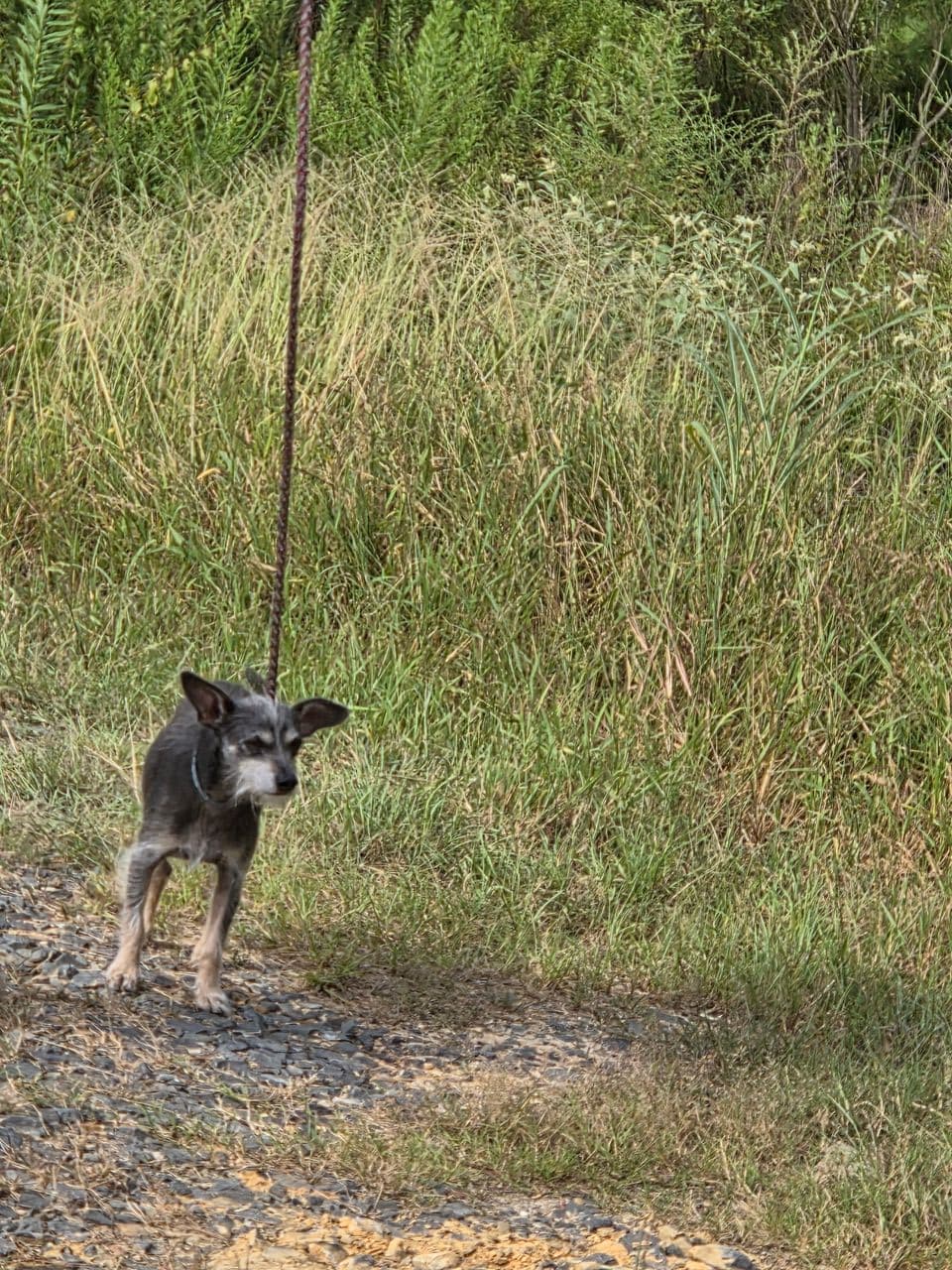 Pet travel photo 1
