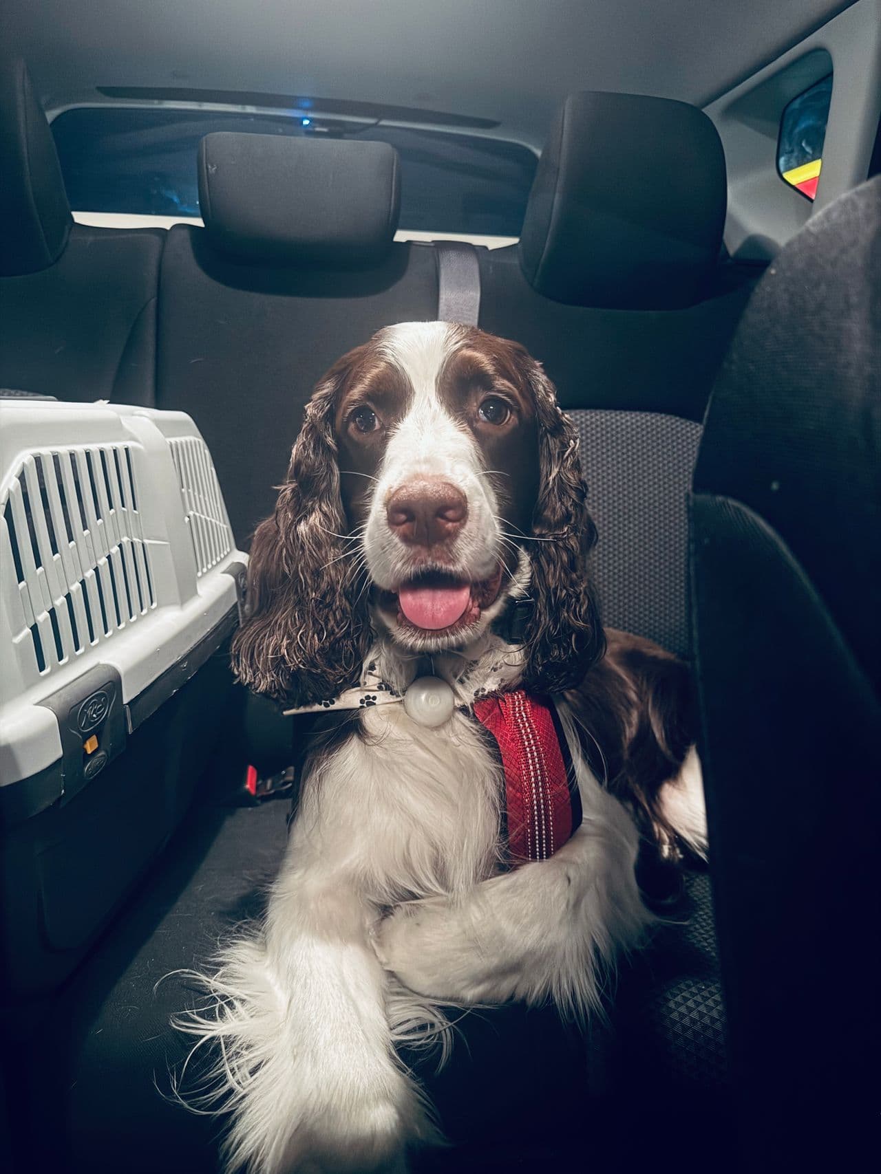 Pet travel photo 2