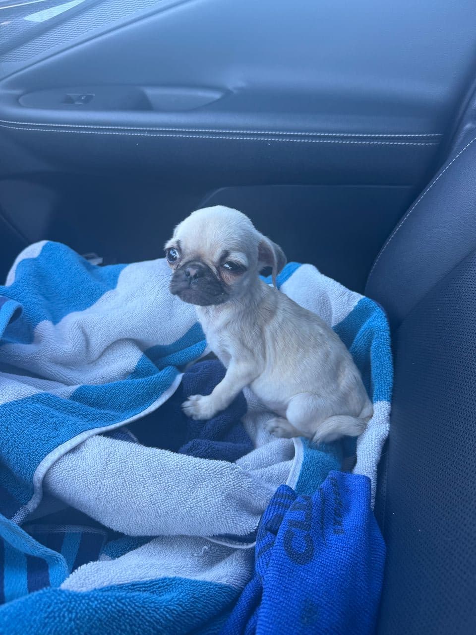 Pet travel photo 5