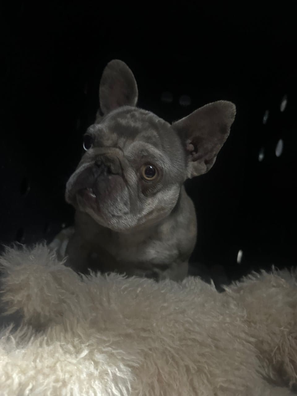 Pet travel photo 6