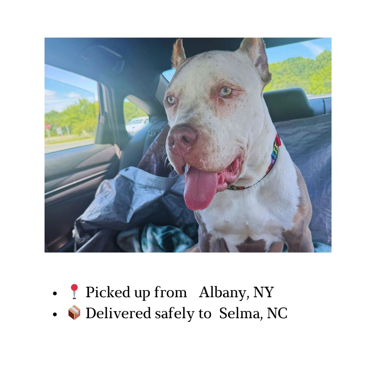 Pet travel photo 1
