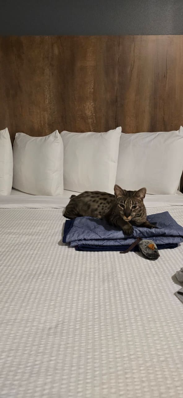 Pet travel photo 6