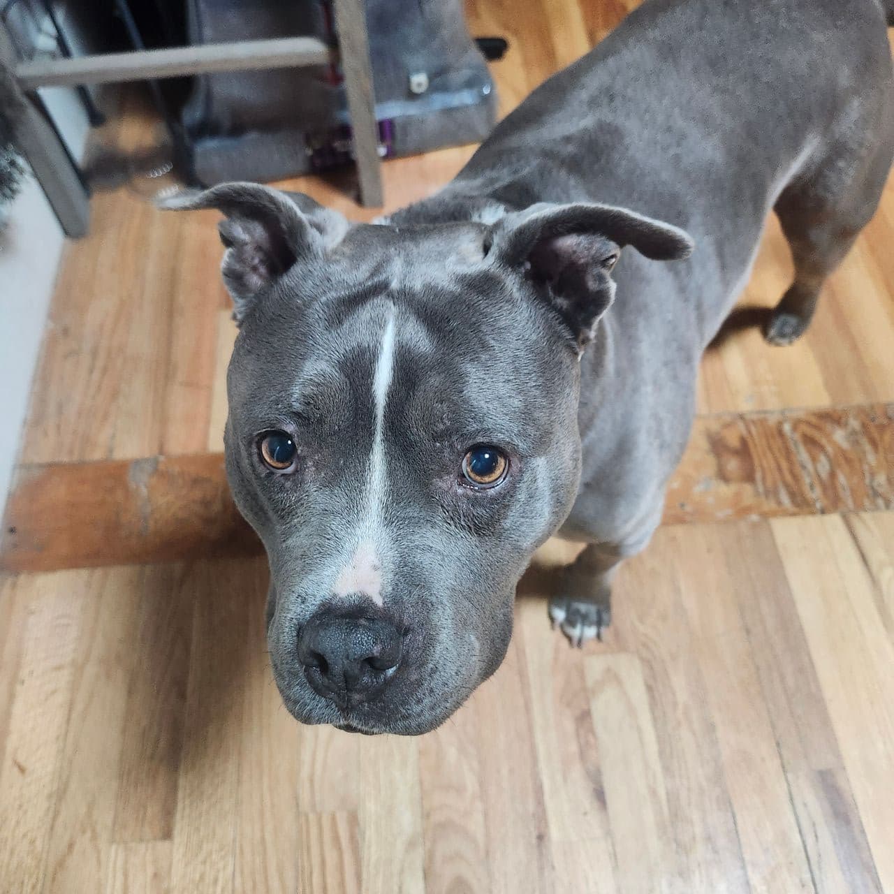 Pet travel photo 1