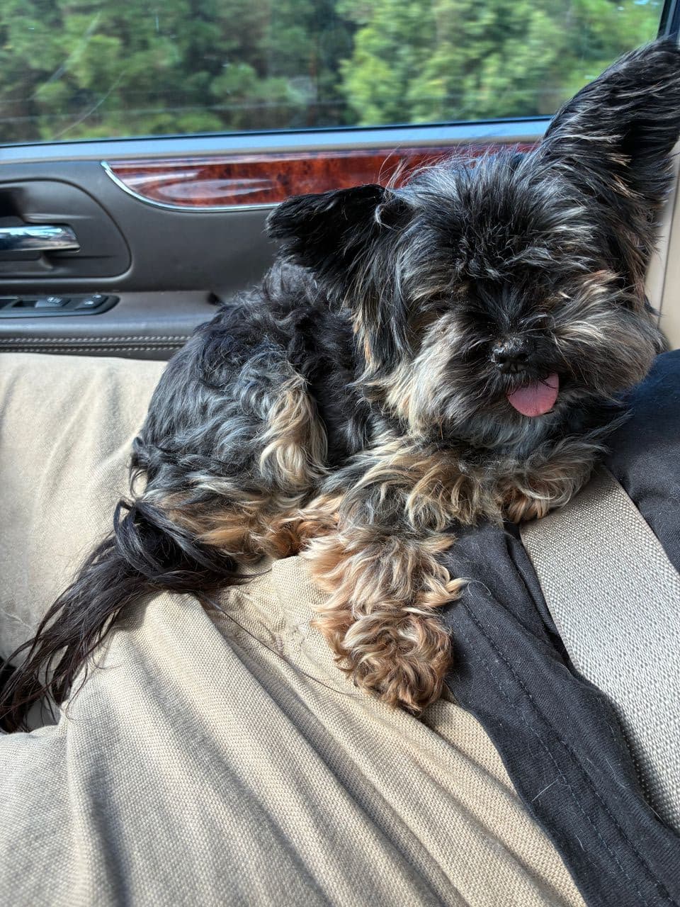 Pet travel photo 3