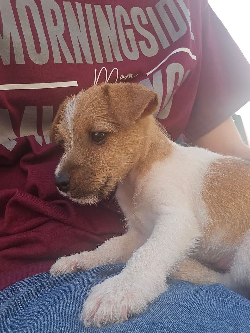 Pet travel photo 4