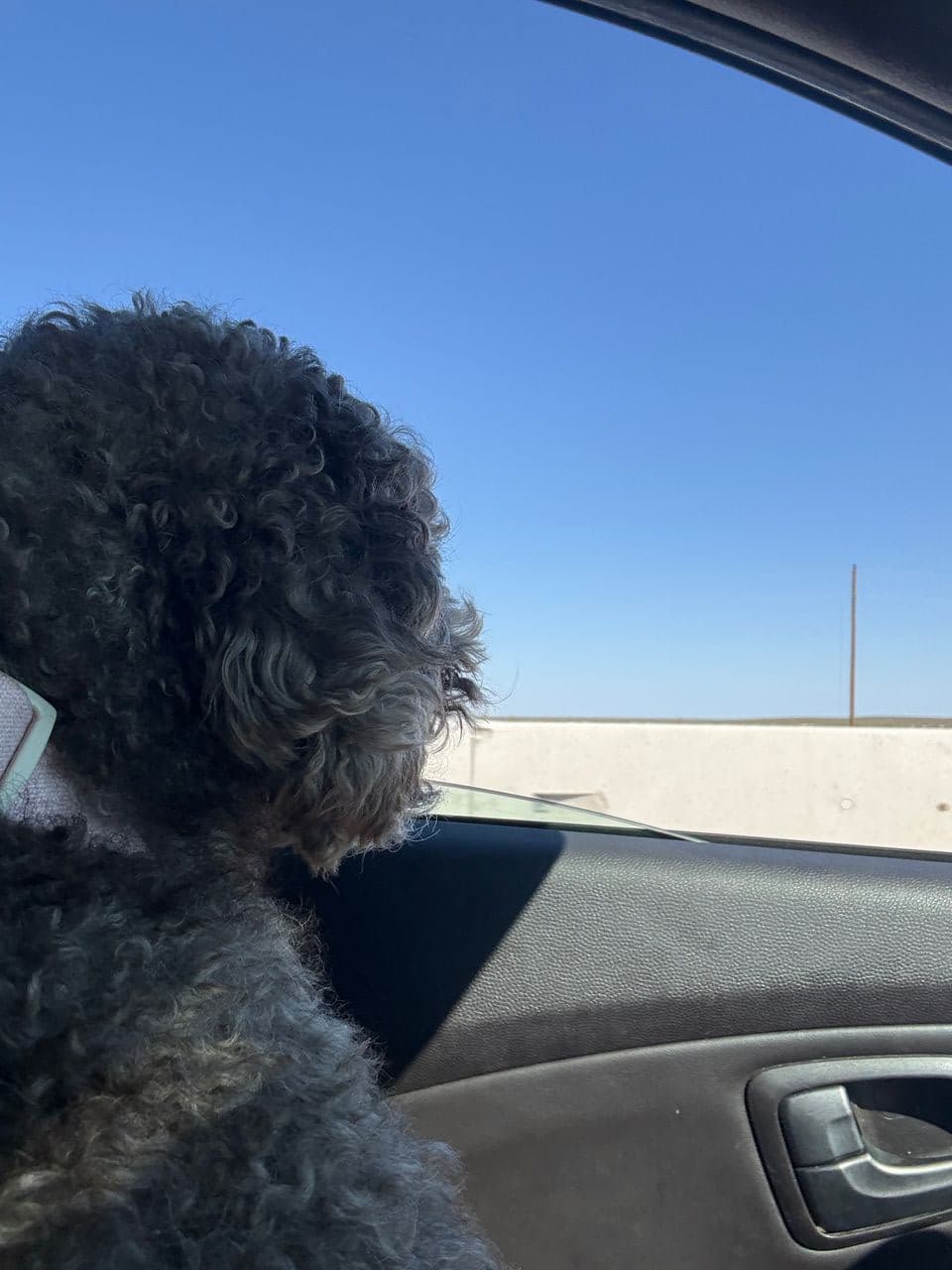 Pet travel photo 5