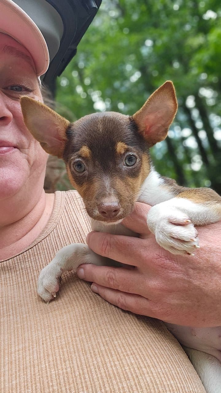 Pet travel photo 1