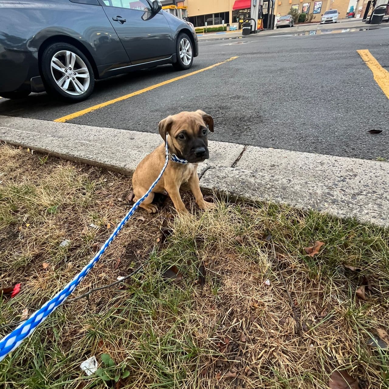 Pet travel photo 6