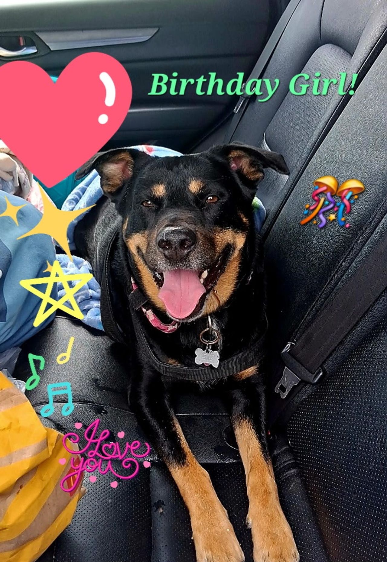 Pet travel photo 5