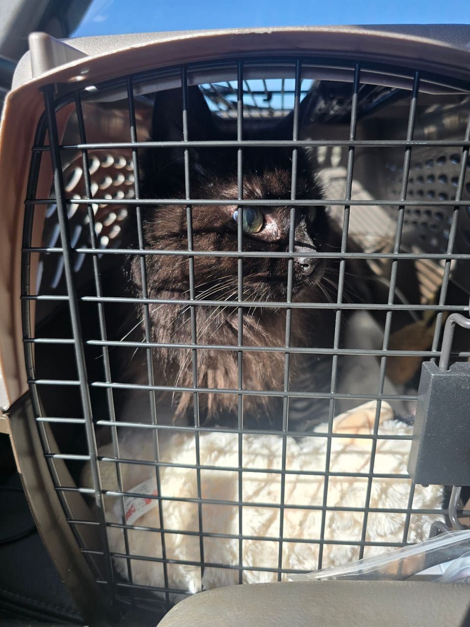 Pet travel photo 6