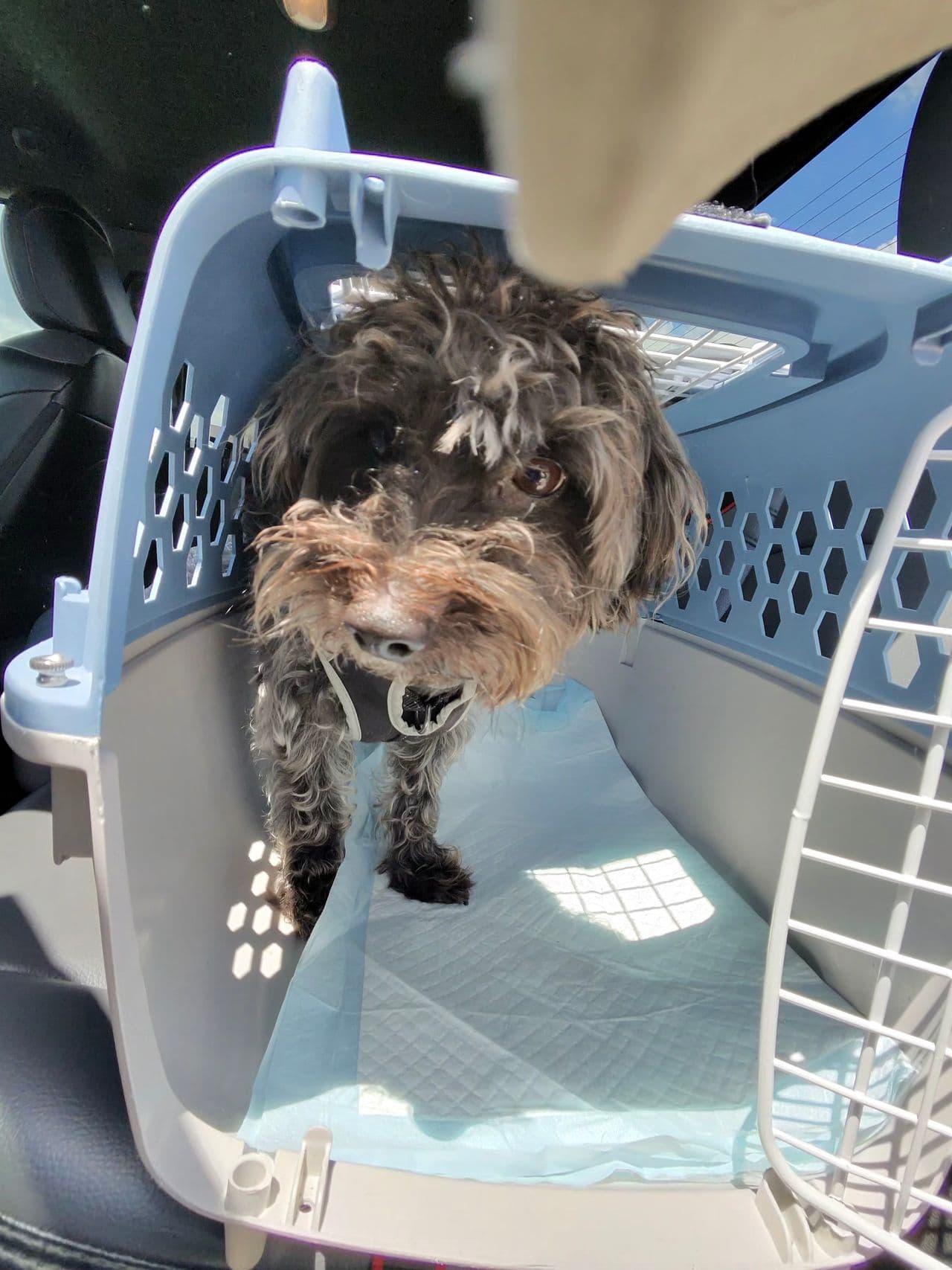 Pet travel photo 6