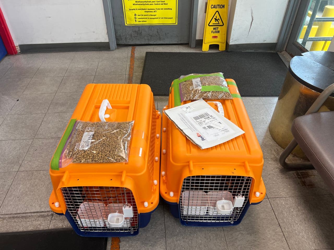 Pet travel photo 4