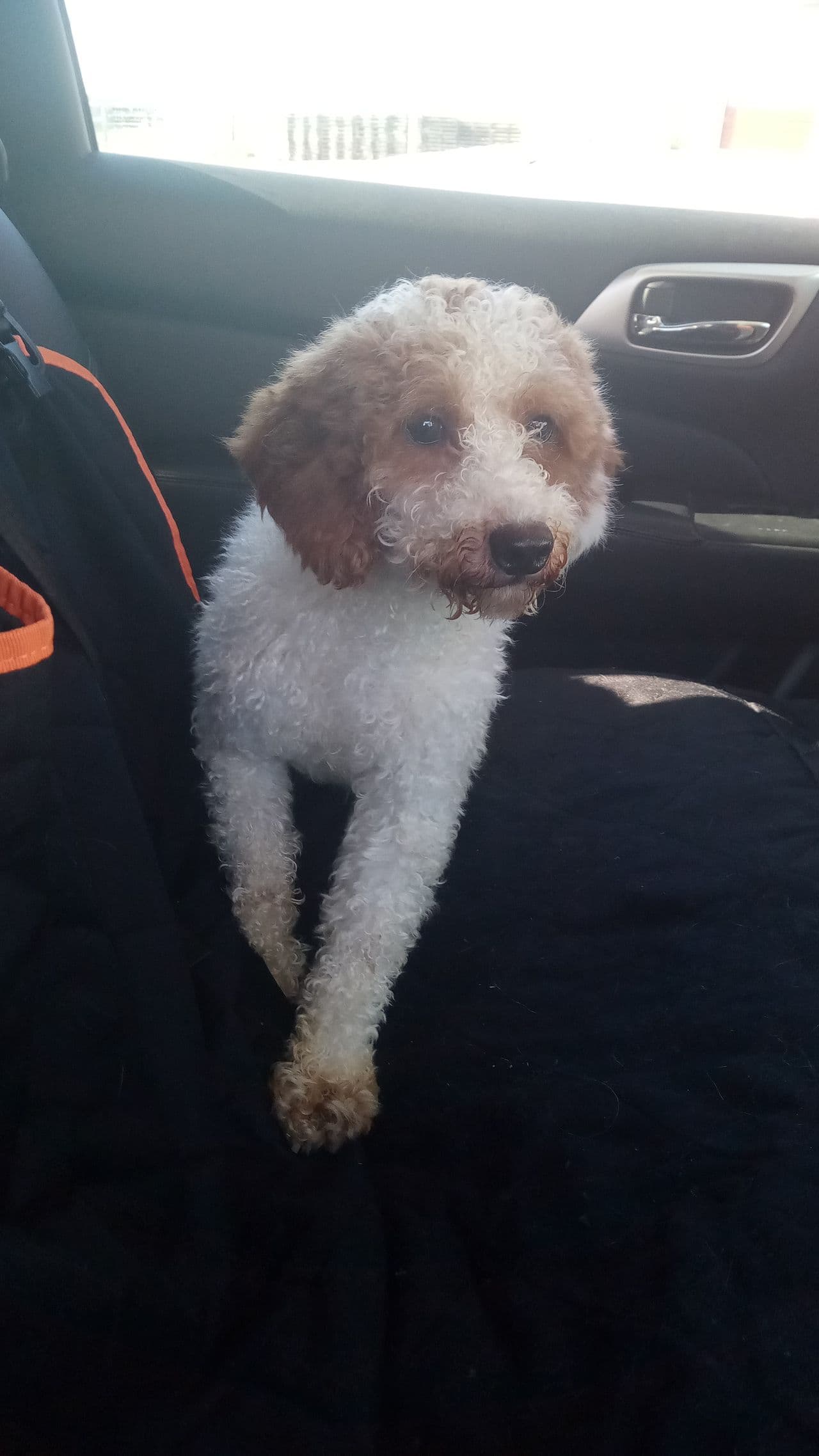 Pet travel photo 1