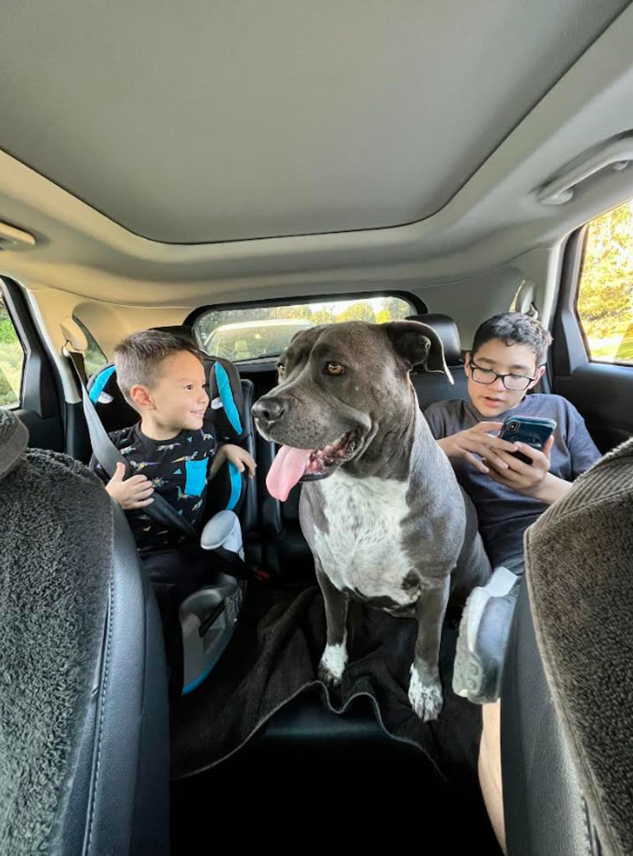 Pet travel photo 1