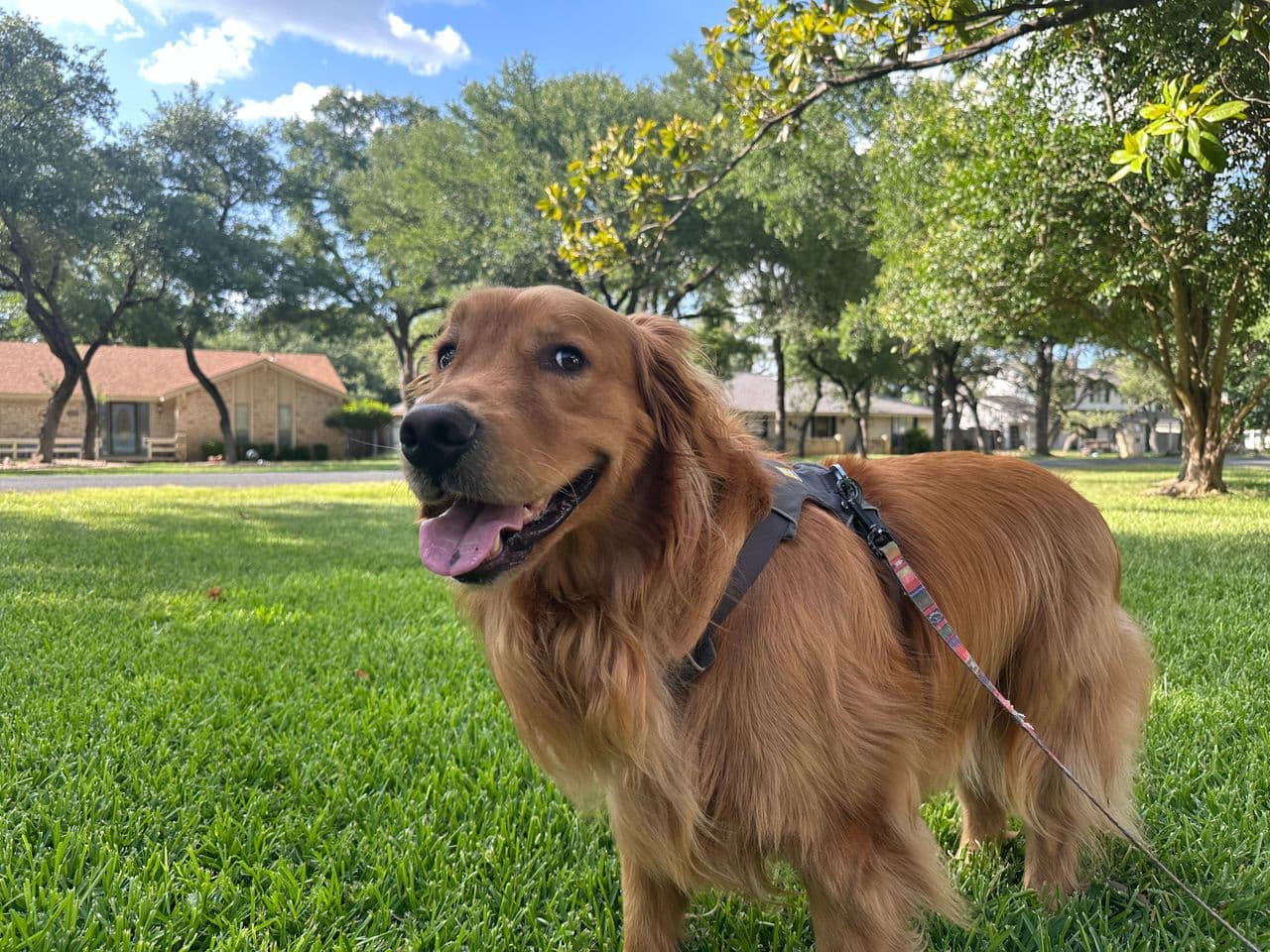 Pet travel photo 4