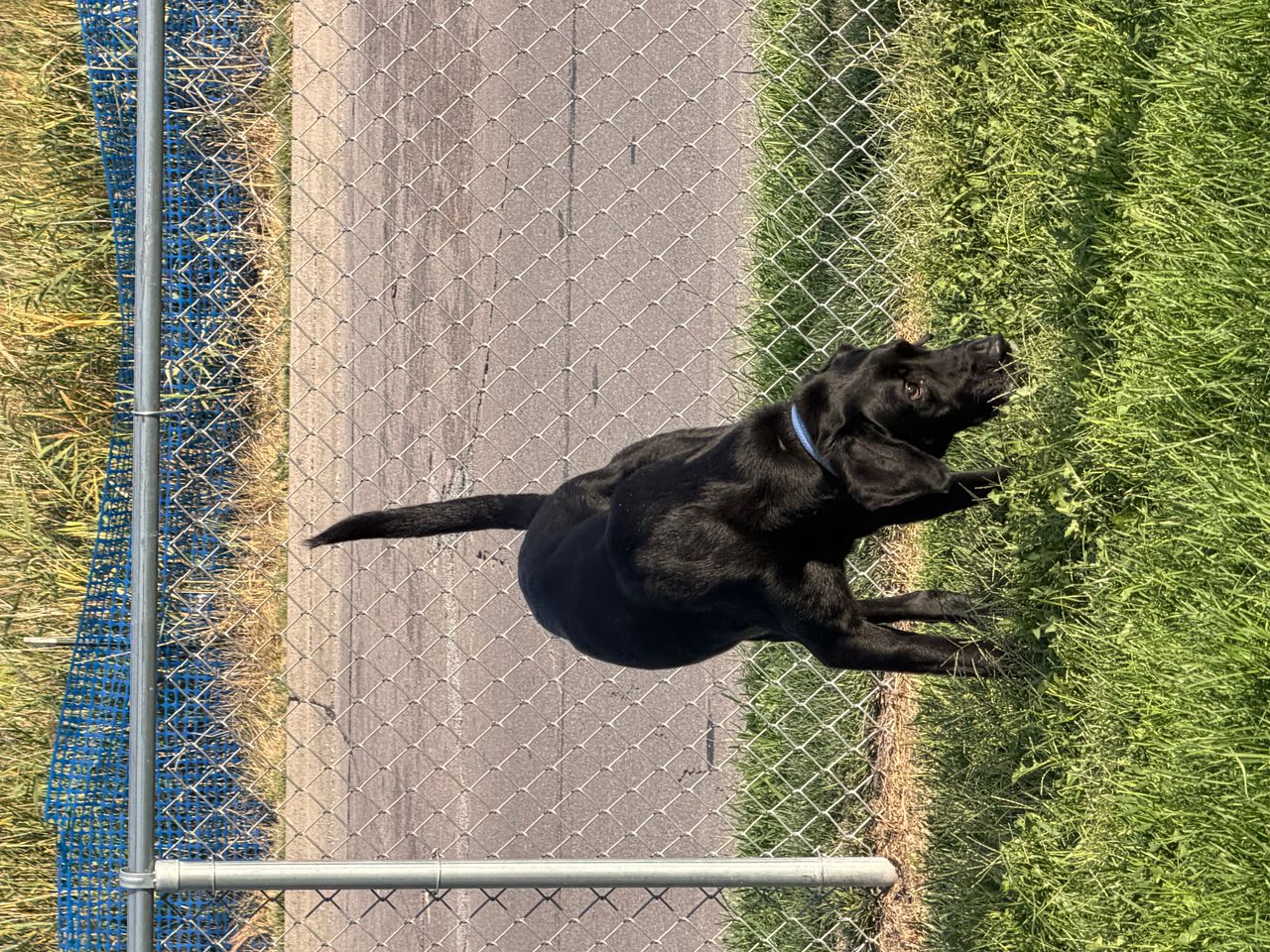 Pet travel photo 6