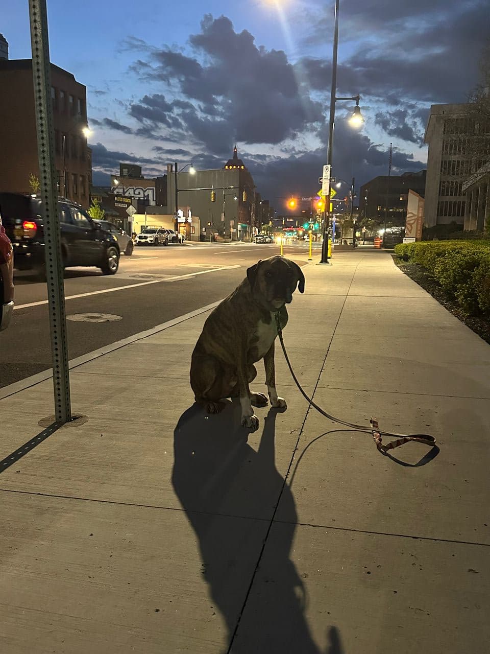 Pet travel photo 1
