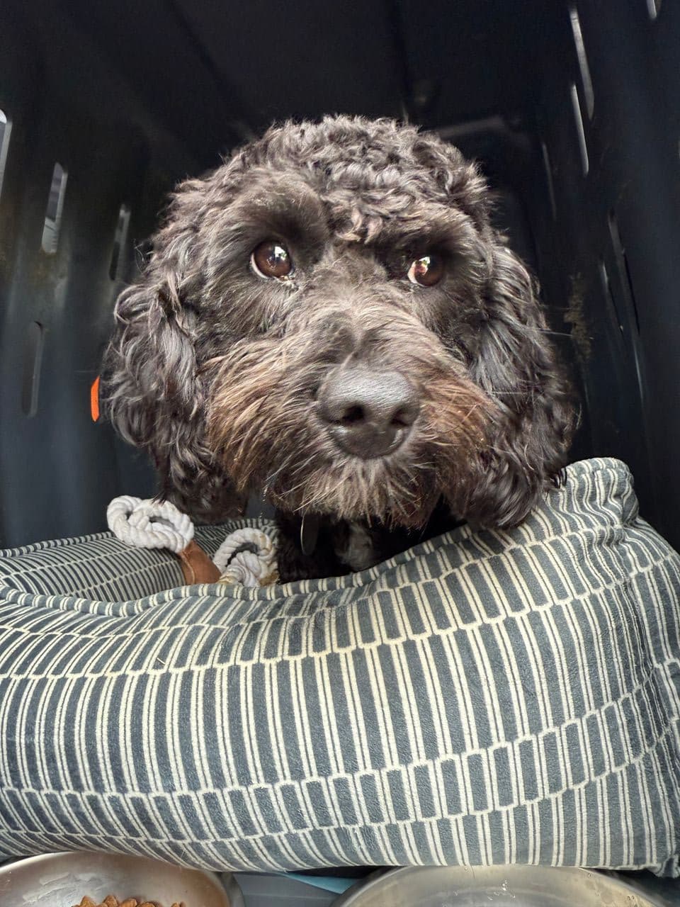 Pet travel photo 5