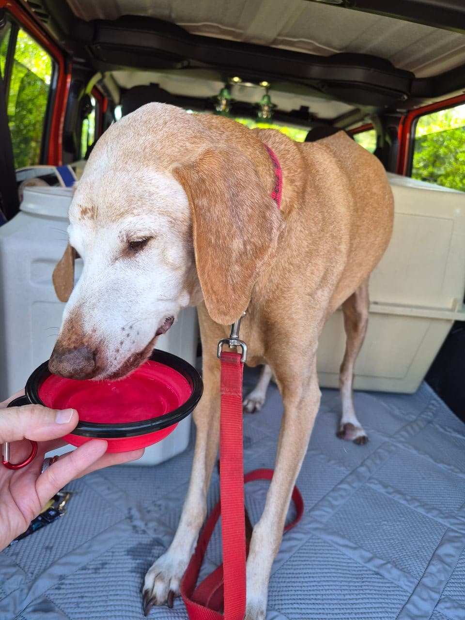 Pet travel photo 4