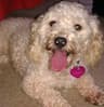 DePAWting Pet Flight Nanny Svcs