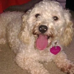 DePAWting Pet Flight Nanny Svcs