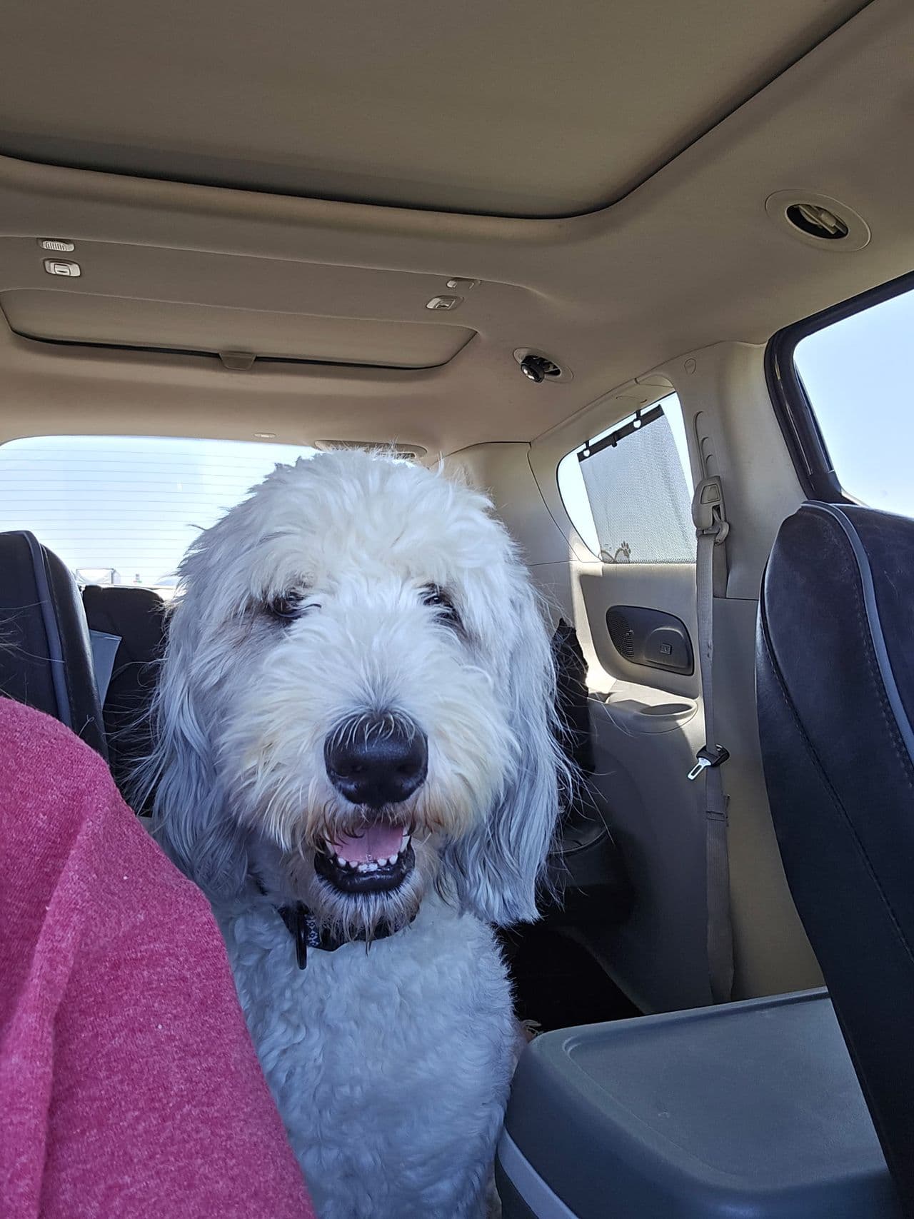 Pet travel photo 4