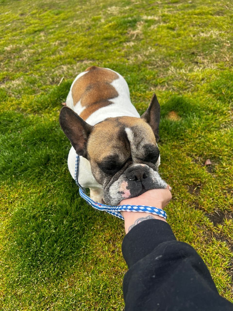 Pet travel photo 3
