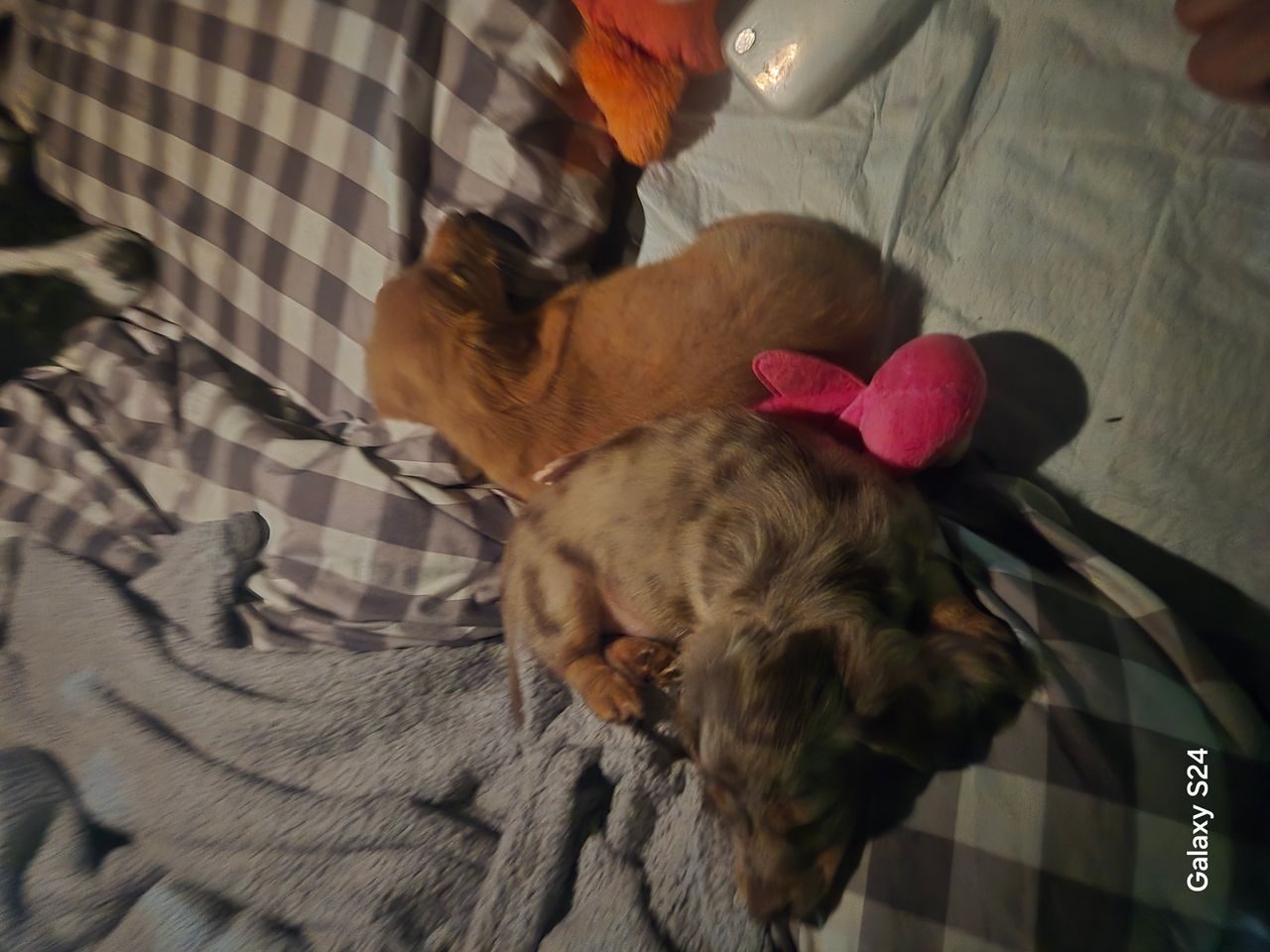 Pet travel photo 1