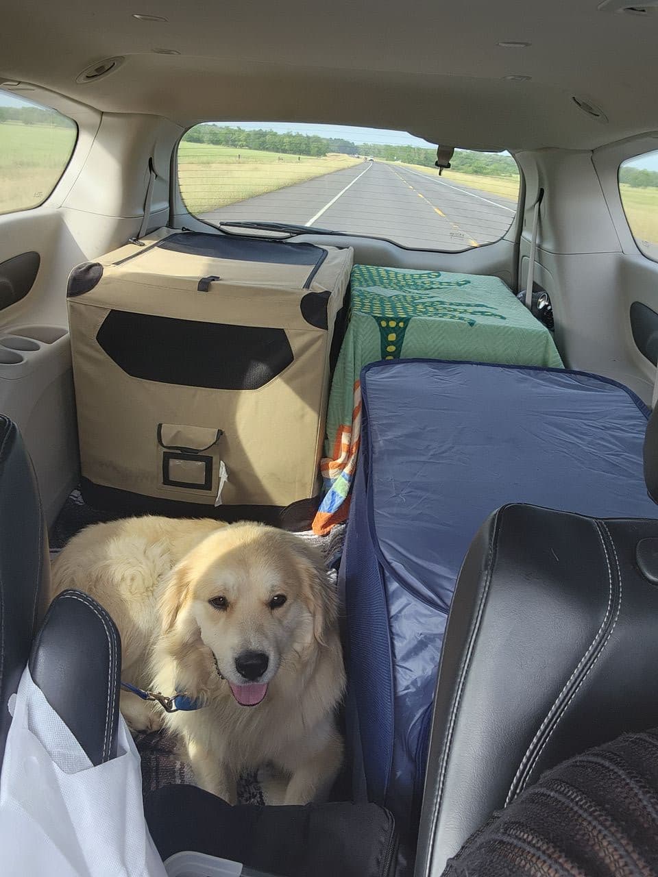 Pet travel photo 3