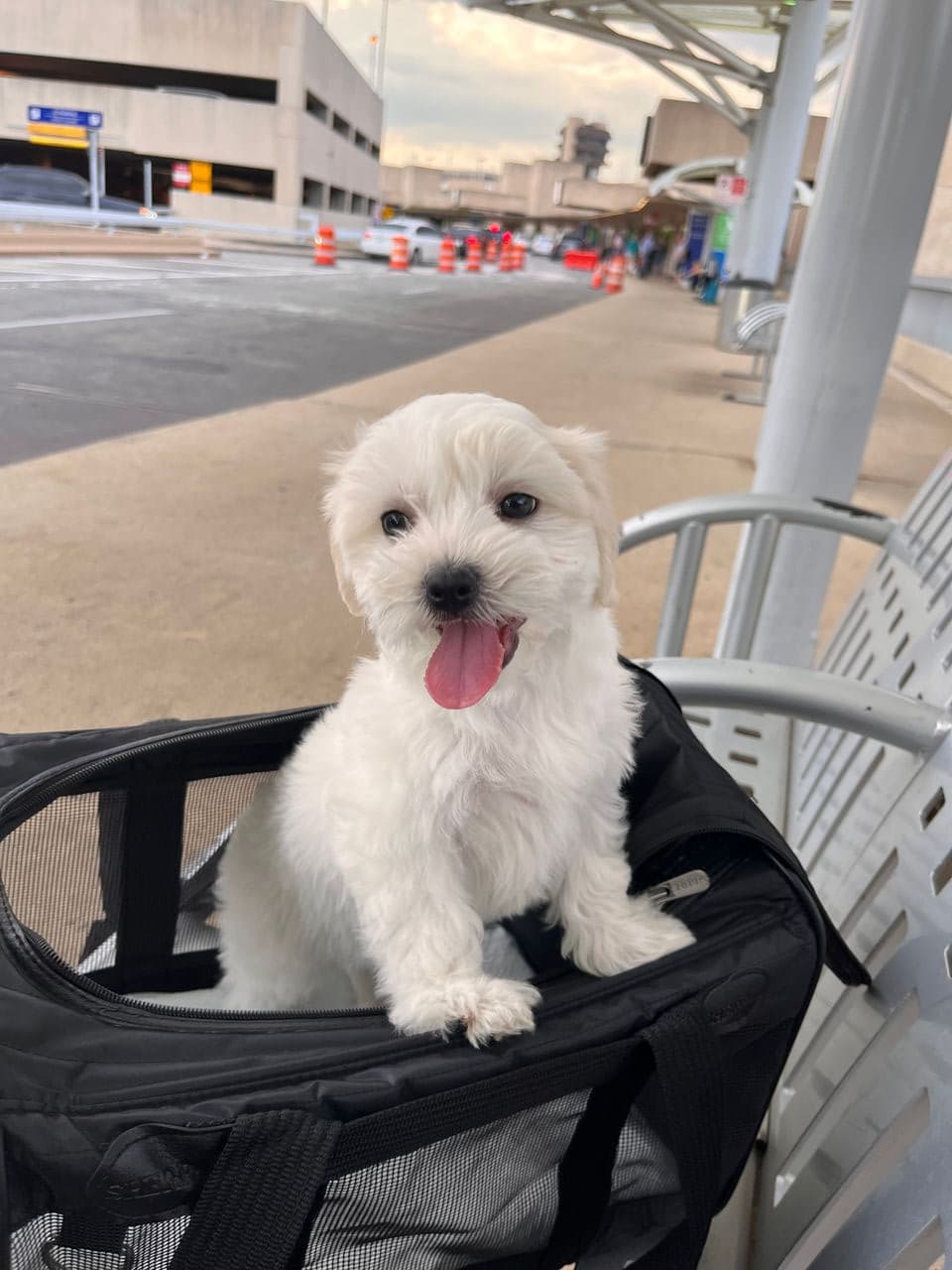 Pet travel photo 6